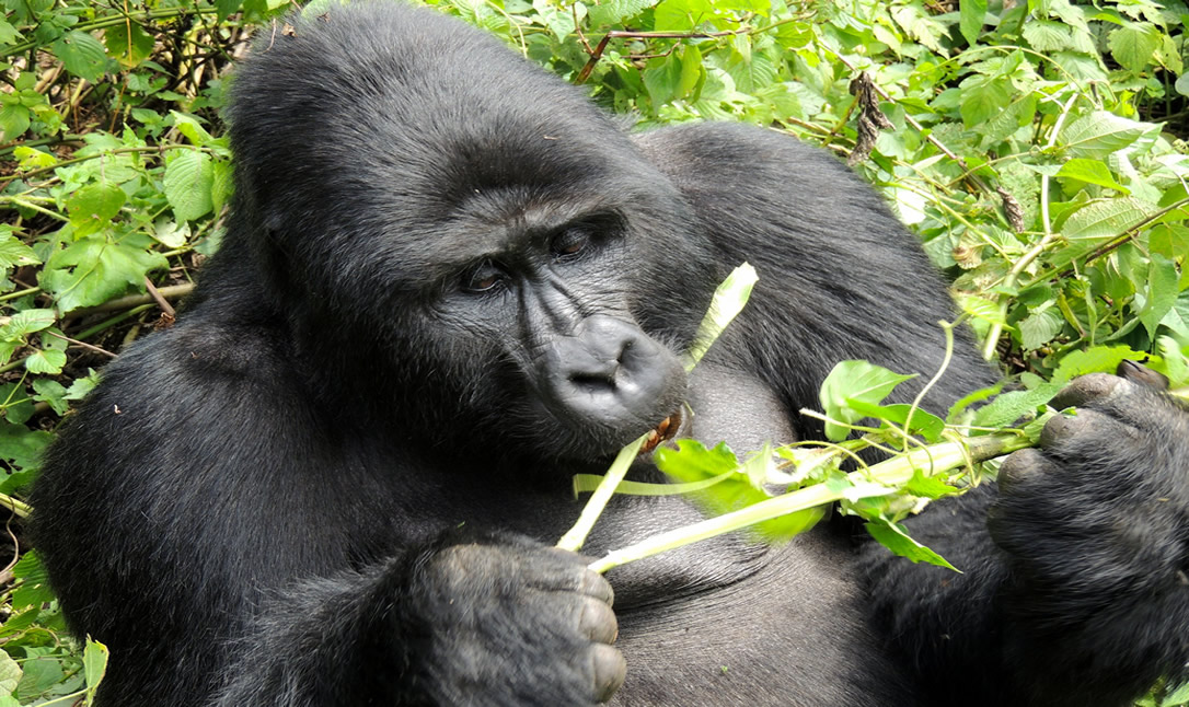 Ntambara Gorilla Family