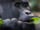 Rescheduling a gorilla permit Rwanda vs Uganda