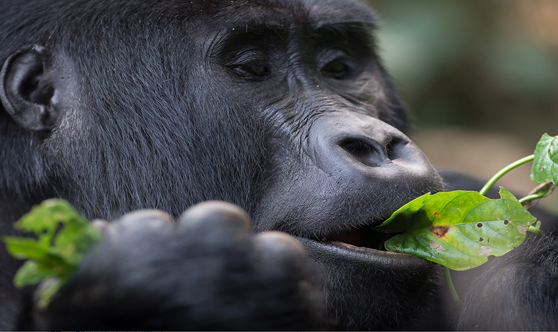 Rescheduling a gorilla permit Rwanda vs Uganda