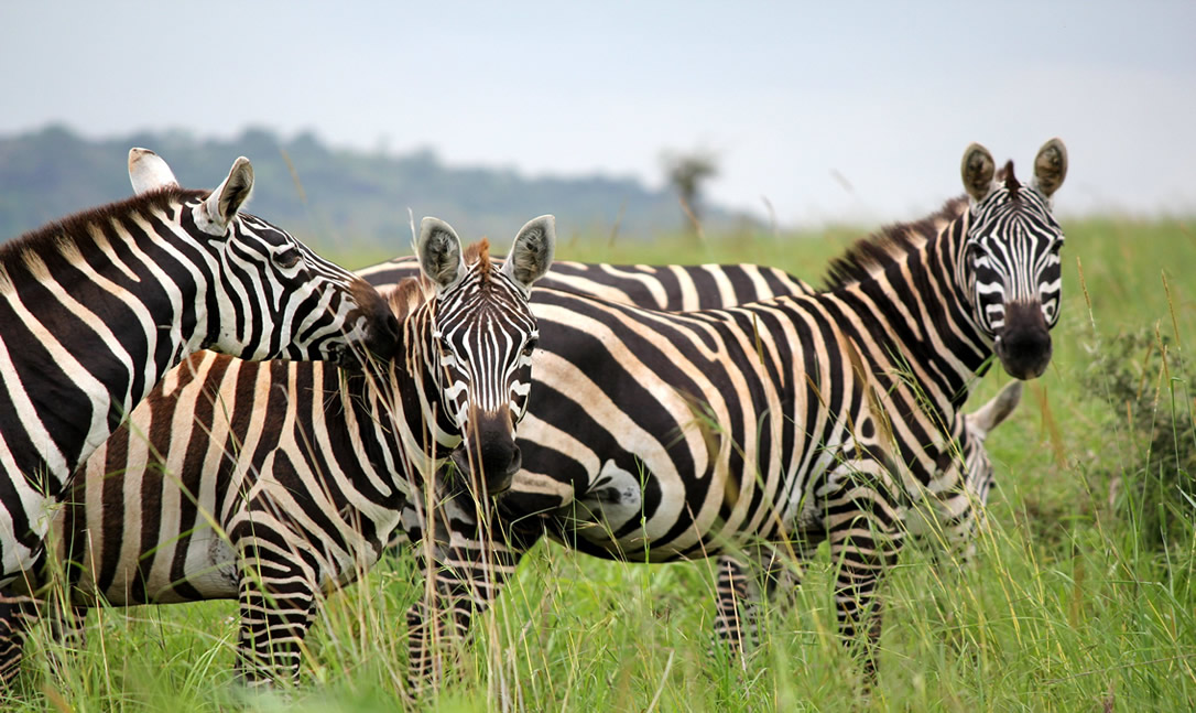 Things to Do in Lake Mburo National Park