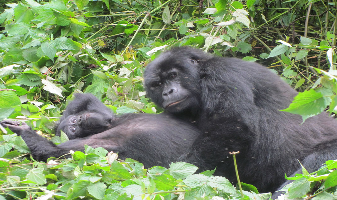Top things to do in Kisoro