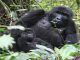 how to attain gorilla permits for your safari