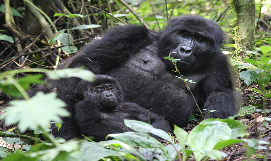 how to attain gorilla permits for your safari
