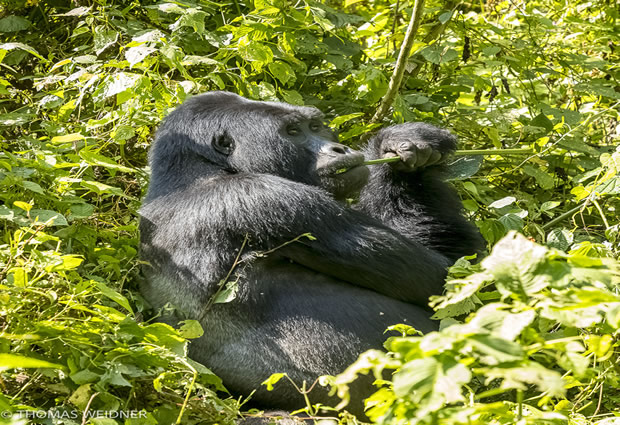 mgahinga national park