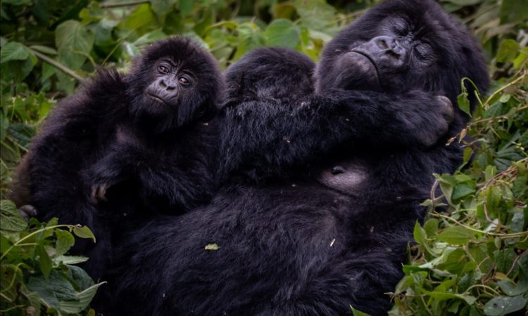 Mubare gorilla group Buhoma sector