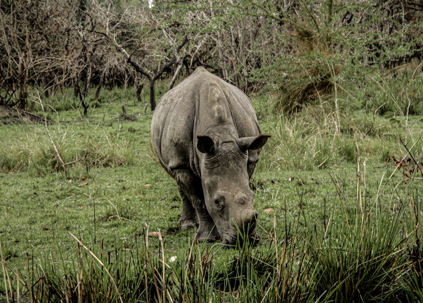rhino trekking on foot