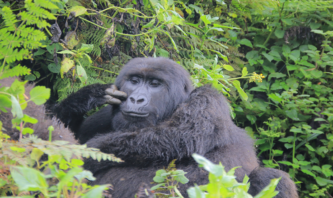 what do gorillas eat