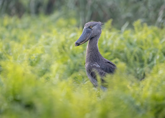 why Uganda is the best place to see the shoe bill stork