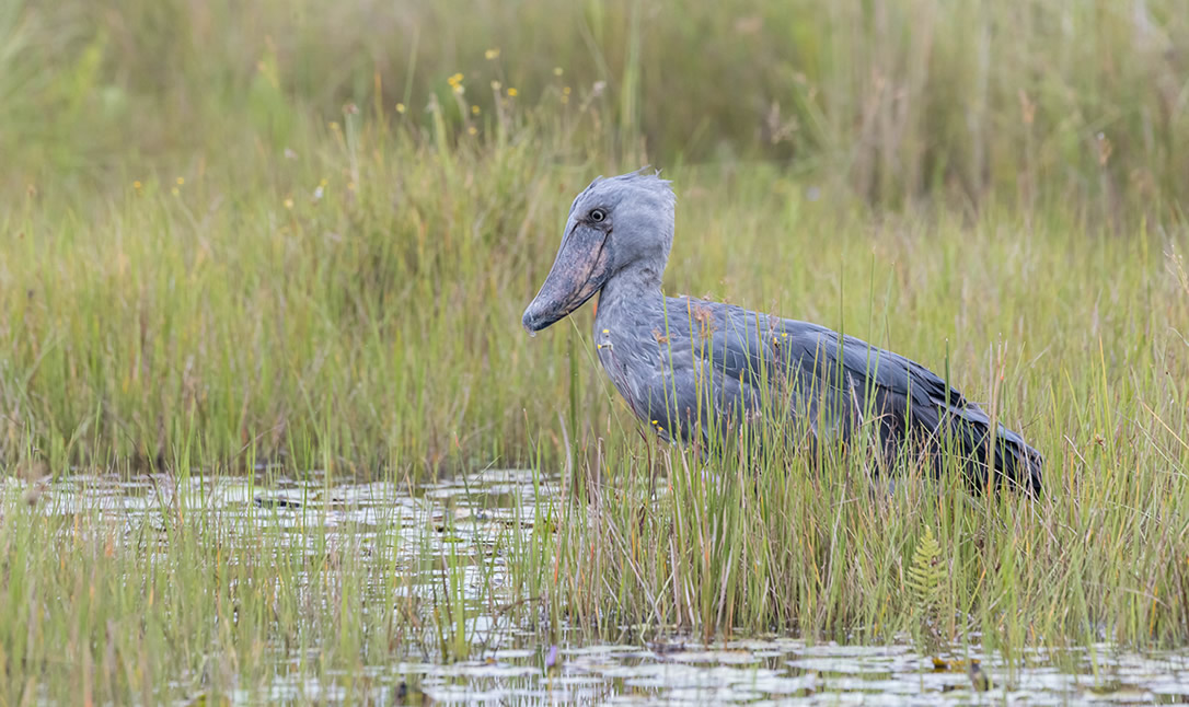 why Uganda is the best place to see the shoe bill stork