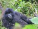 12 Common Mistakes to Avoid When Planning a Gorilla Safari to Africa