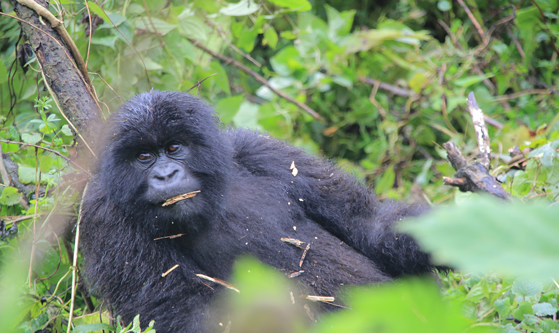 12 Common Mistakes to Avoid When Planning a Gorilla Safari to Africa