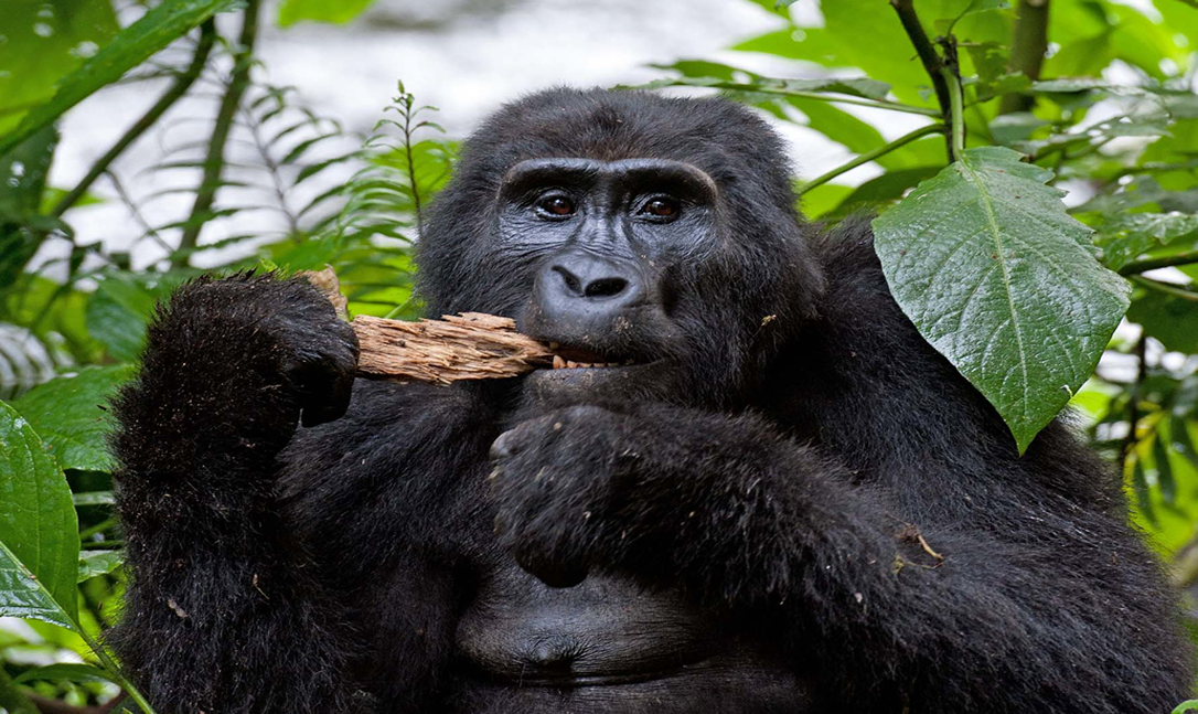 7 days ultimate primate safari