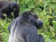 8 Amazing Facts About Gorillas Every Traveler Should Know