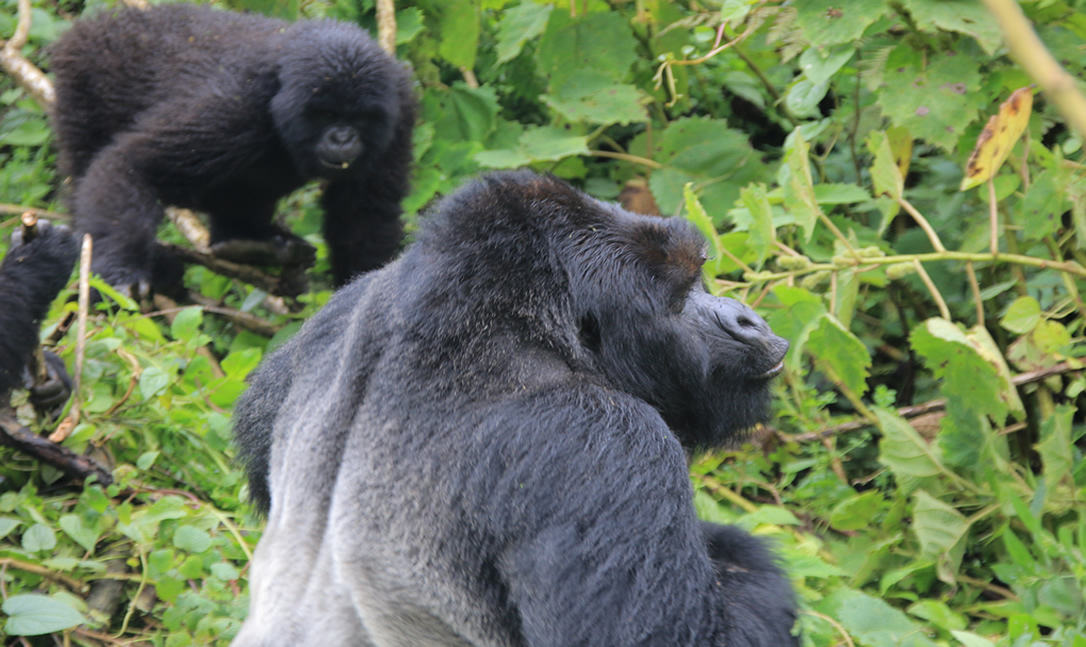 8 Amazing Facts About Gorillas Every Traveler Should Know