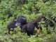 Birthday Gorilla Trekking Celebrating a milestone