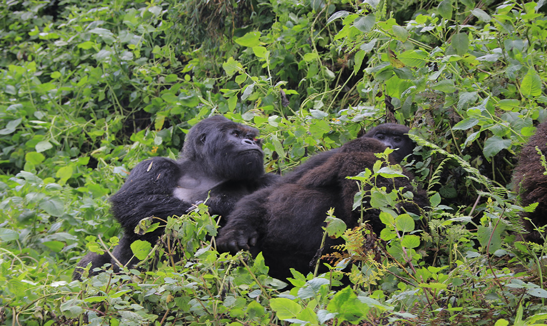 Birthday Gorilla Trekking Celebrating a milestone