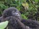 Can I Still Get A Uganda Gorilla Permit For November or December
