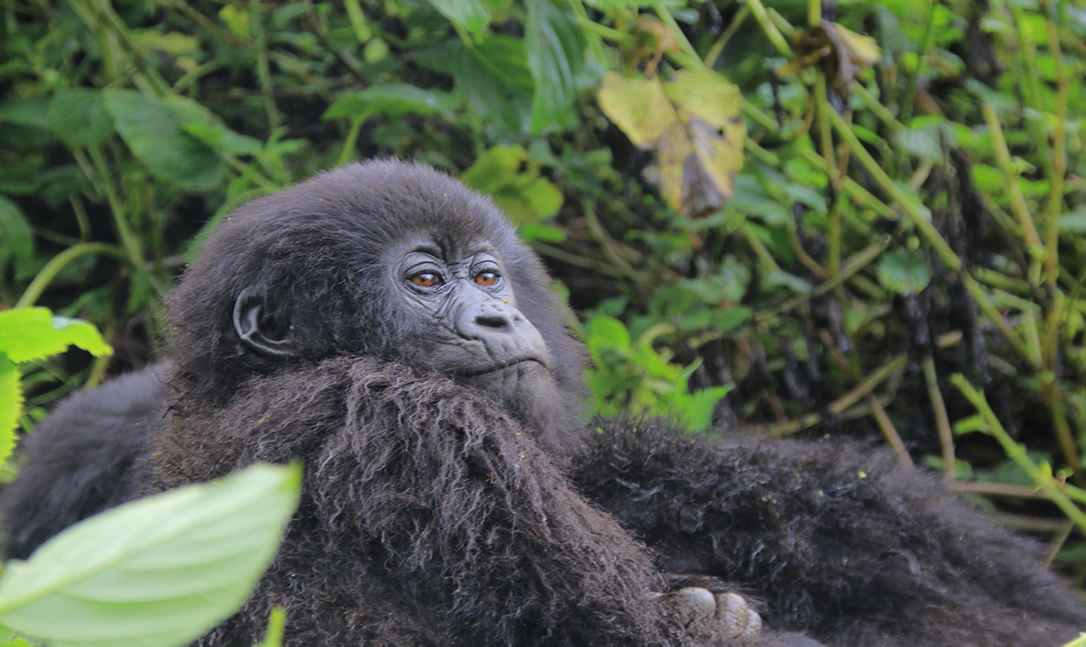 Can I Still Get A Uganda Gorilla Permit For November or December