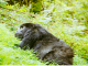 Gorilla Trekking from Victoria falls