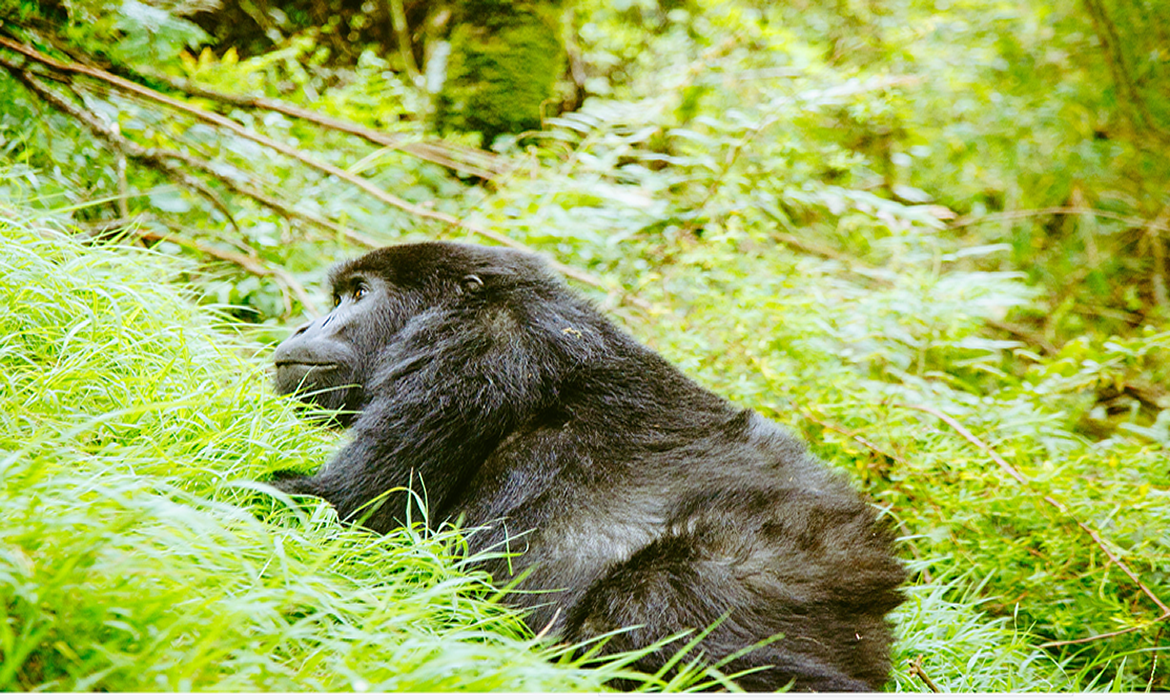 Gorilla Trekking from Victoria falls