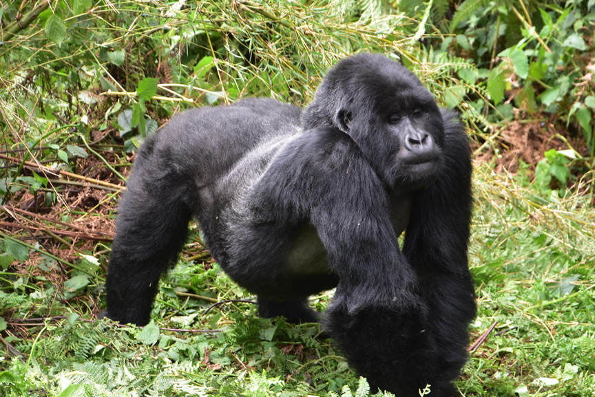 Gorilla permit availability in November