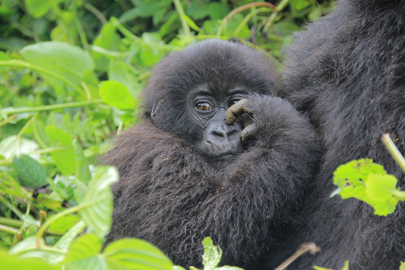 Is November or December good for gorilla trekking