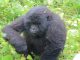 can you see gorillas on a 3 days gorilla trekking tour