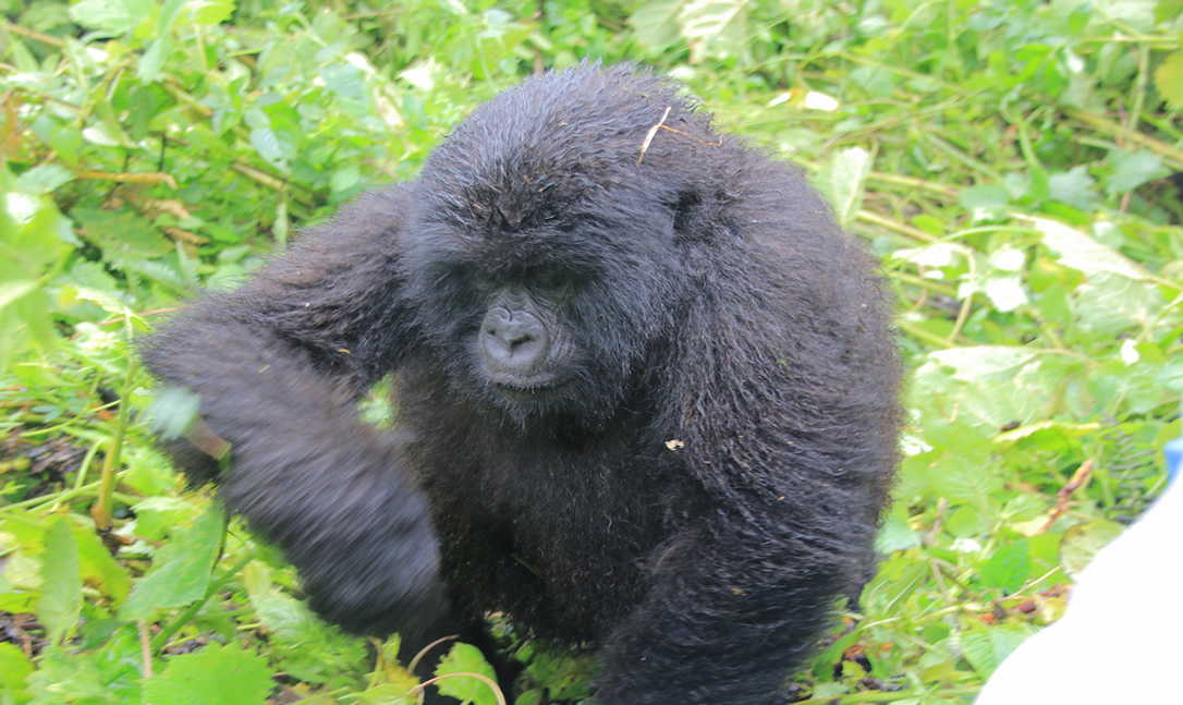 can you see gorillas on a 3 days gorilla trekking tour