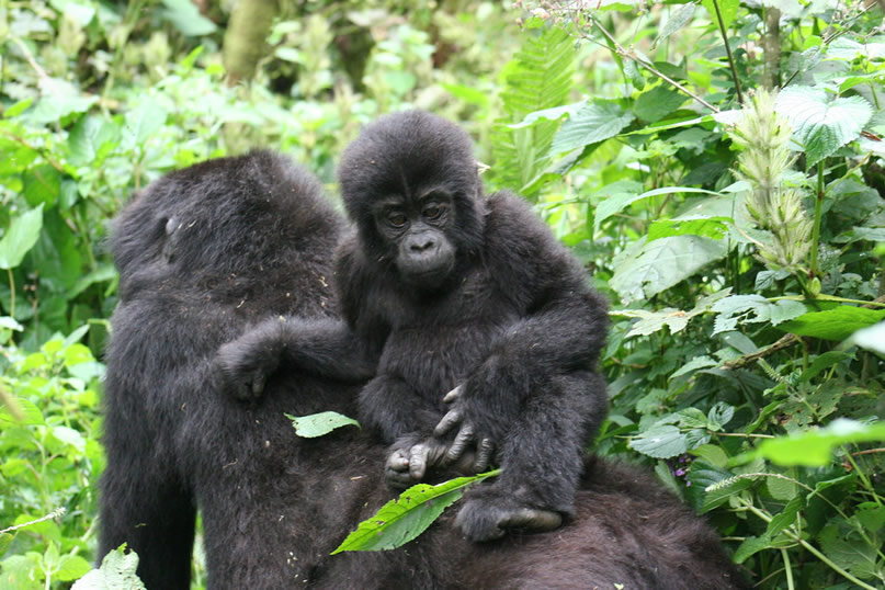 Gorilla Trekking from Victoria falls