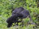 why should hire a porter for gorilla trekking