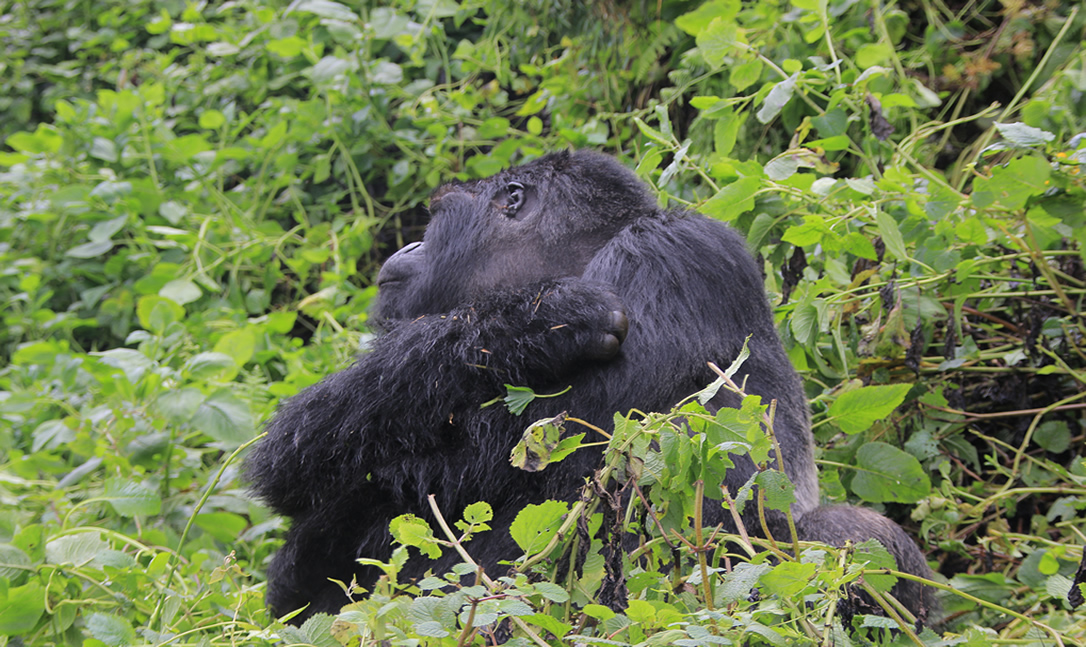 why should hire a porter for gorilla trekking