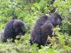 Wedding Anniversary Gorilla Trek in Uganda and Rwanda