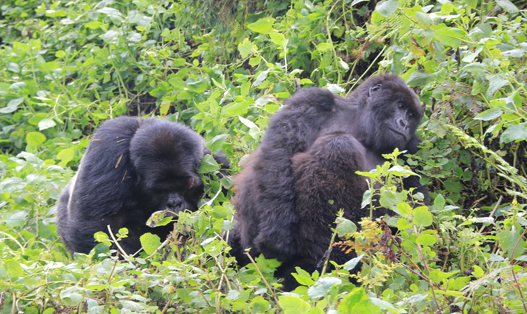 Wedding Anniversary Gorilla Trek in Uganda and Rwanda