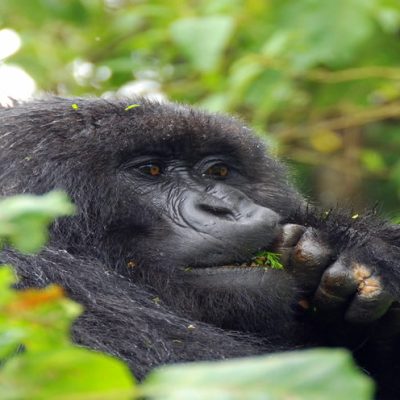 Gorilla trekking in Rwanda vs Uganda