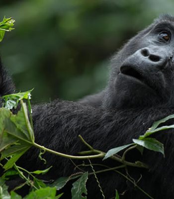 all gorilla tours - Volcanoes National Park
